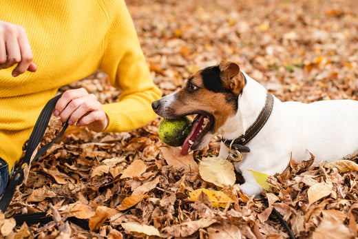 Leaves, Licks, and Love: Fall Prep for Your Furry Companions