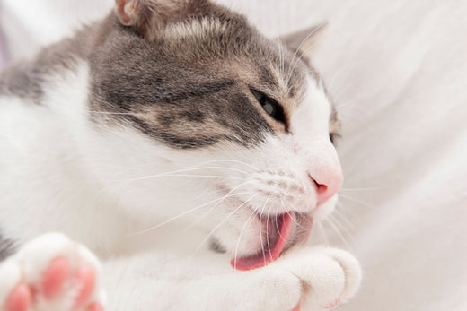 The Cat's Grooming Obsession: Why They Lick, Why They Love It, and Why We Find It So Hilarious