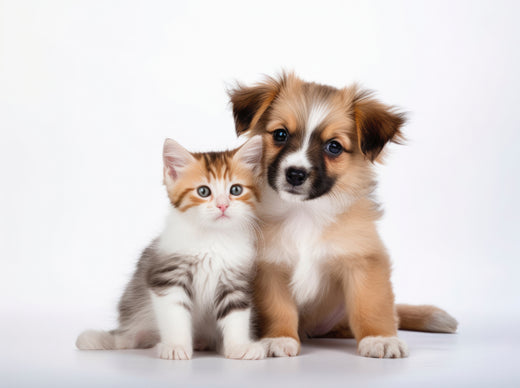 2024's Cutest Canine and Feline Names: Get Ready to Say "Hello" to These Trendsetters!