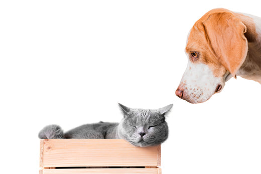 Barking Up the Wrong Tree:  Dogs and Cats Behavior Tips