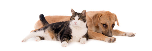 Training Tails: Tips for Harmonious Living with Your New Furry Friend