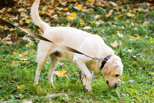 Dogs' Incredible Sense of Smell