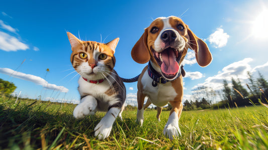 Whiskers and Wagging Tails: Dogs and Cats Lifestyle