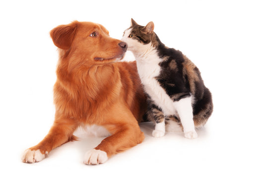 Bringing Home a New Pet: The Ultimate Guide to Smooth Introductions Between Dogs and Cats