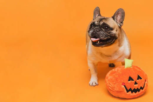 Frightfully Fun: Getting Your Pets Ready for October Shenanigans