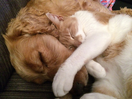 Pawsitively Adorable: Dogs and Cats Living in Harmony